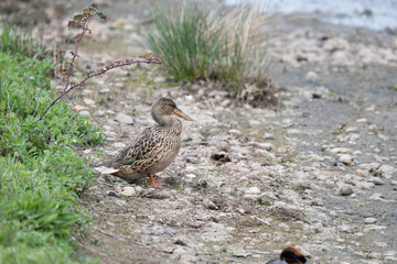 Female Shoveler satnding at waters edge