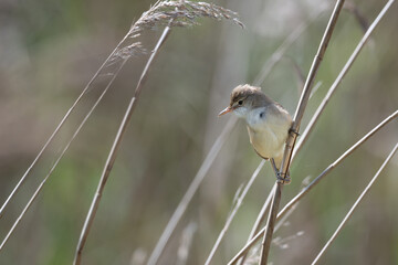 Reed Warbler, Acrocephalus scipacceus, perched on a reed stem
