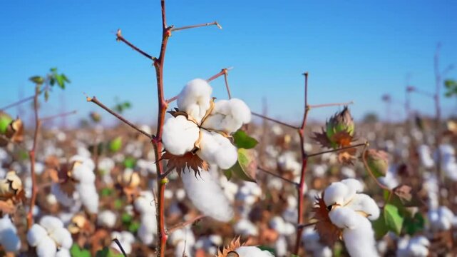 Harvesting Cotton: From Field to Fabric - A Journey Through Cotton Production