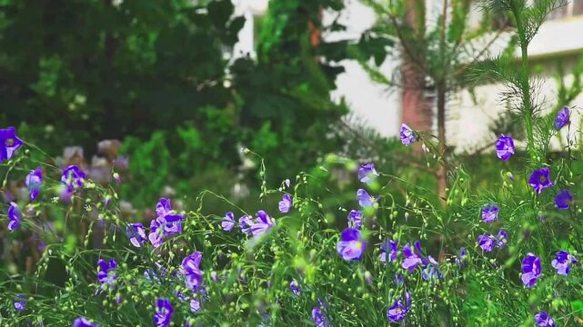 Blue flax flowers sway in the wind. Floral background.  Slow motion.