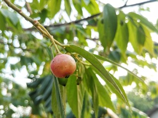 Singapore cherry or Muntingia calabura still on tree in outdoor garden 
