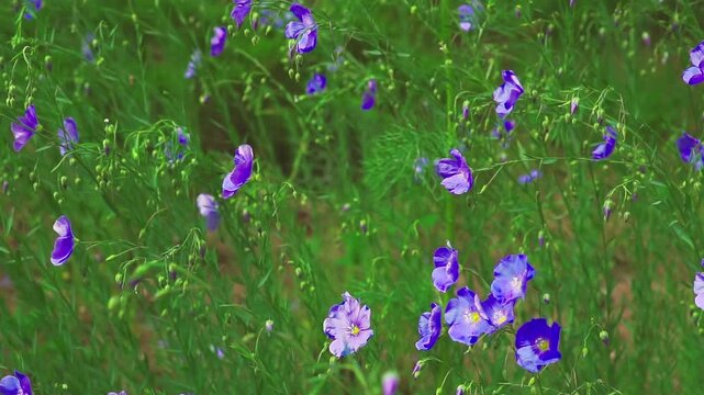 Blue flax flowers sway in the wind. Floral background.  Slow motion.