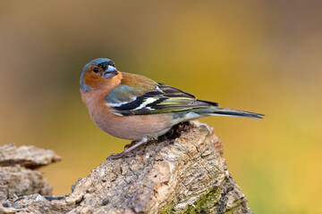 Zięba (Fringilla coelebs) © Grzegorz
