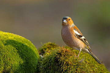 Zięba (Fringilla coelebs) © Grzegorz