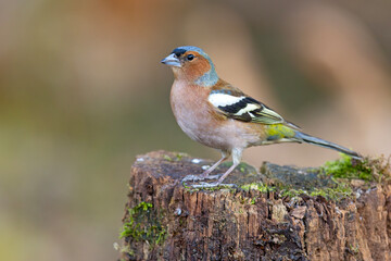 Zięba (Fringilla coelebs)