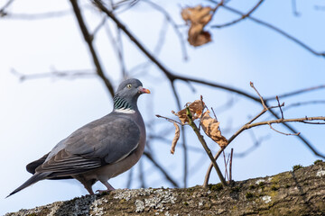Wood Pigeon (Columba palumbus)