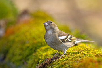 Zięba (Fringilla coelebs) © Grzegorz