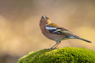 Zięba (Fringilla coelebs) © Grzegorz