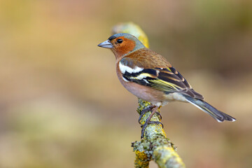 Zięba (Fringilla coelebs) © Grzegorz