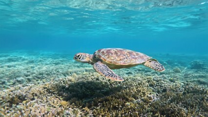 Obraz premium A turtle swimming in the water