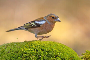 Zięba (Fringilla coelebs) © Grzegorz
