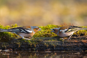 Zięba (Fringilla coelebs)