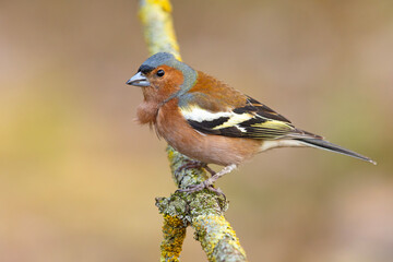 Zięba (Fringilla coelebs) © Grzegorz