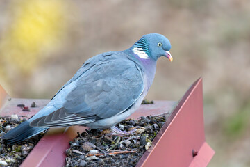 Wood Pigeon (Columba palumbus)
