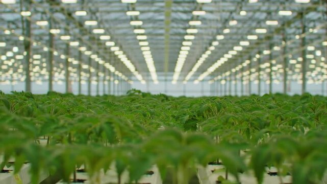Indoor Vertical Farming: Growing Tomatoes in a High-Tech Greenhouse