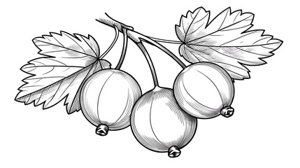 HandDrawn Gooseberries on Branch  Botanical Illustration.
