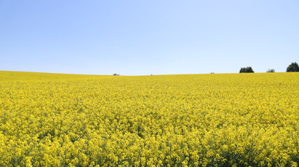 Fototapeta premium a yellow flowering rapeseed field