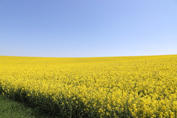 a yellow flowering rapeseed field