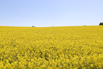 a yellow flowering rapeseed field