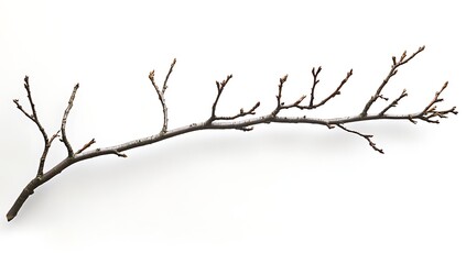 Close-up of a dry tree branch on a white background