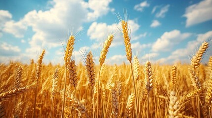 Fototapeta premium Endless golden waves of wheat sway gently in the breeze as a vibrant blue sky dotted with fluffy clouds provides a picturesque backdrop. The scene captures the essence of tranquil nature