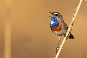 Podróżniczek (Luscinia svecica) © Grzegorz