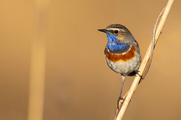 Podróżniczek (Luscinia svecica) © Grzegorz