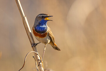 Podróżniczek (Luscinia svecica) © Grzegorz
