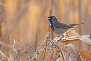 Podróżniczek (Luscinia svecica) © Grzegorz