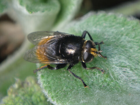 Large narcissus fly (Merodon equestris f. validus), also known as narcissus bulb fly, greater bulb fly or large bulb fly, female sitting on a lamb's ear leaf