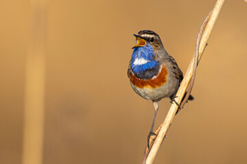 Podróżniczek (Luscinia svecica) © Grzegorz