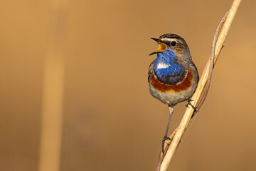 Podróżniczek (Luscinia svecica) © Grzegorz