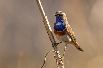 Podróżniczek (Luscinia svecica) © Grzegorz