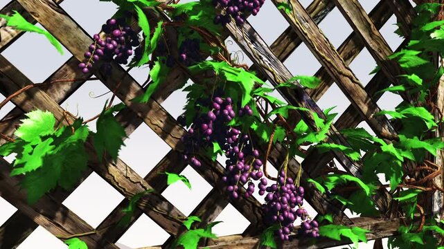 Grape vine, purple grapes growing on a wooden frame