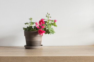 geranium in flowerpot on wooden table on white background