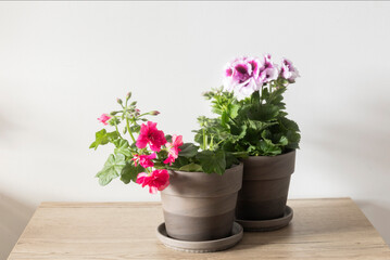 geranium in flowerpot on wooden table on white background