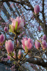 blooming magnolia tree in modern city