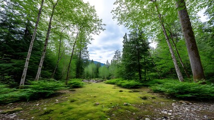 Obraz premium Lush Green Forest Path with Mossy Ground, and Serenity.