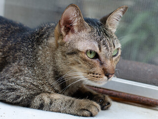 Peaceful portrait of Striped Domestic Tabby Cat enjoy Outdoors in Garden.