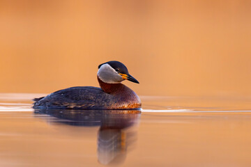 Perkoz rdzawoszyi (Podiceps grisegena) © Grzegorz
