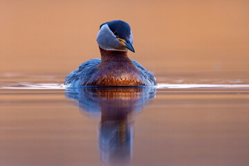 Perkoz rdzawoszyi (Podiceps grisegena) © Grzegorz