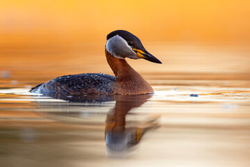 Perkoz rdzawoszyi (Podiceps grisegena) © Grzegorz