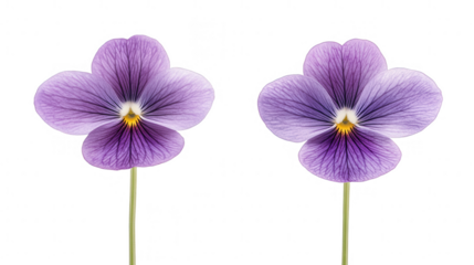 Two delicate purple pansies with detailed veins on a transparent background