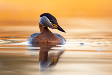 Perkoz rdzawoszyi (Podiceps grisegena) © Grzegorz