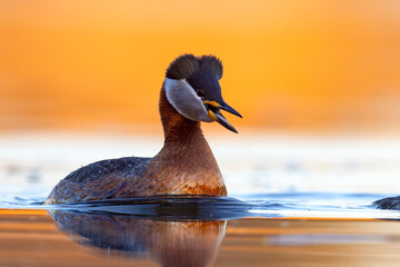 Perkoz rdzawoszyi (Podiceps grisegena) © Grzegorz