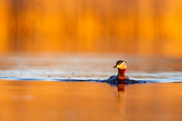 Perkoz rdzawoszyi (Podiceps grisegena) © Grzegorz
