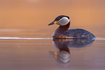 Perkoz rdzawoszyi (Podiceps grisegena) © Grzegorz