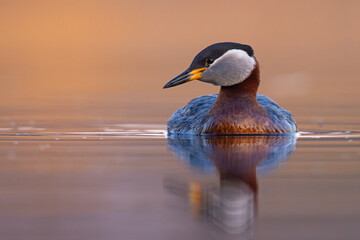 Perkoz rdzawoszyi (Podiceps grisegena) © Grzegorz