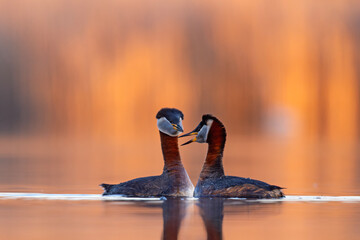 Perkoz rdzawoszyi (Podiceps grisegena) © Grzegorz