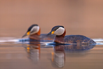 Perkoz rdzawoszyi (Podiceps grisegena) © Grzegorz